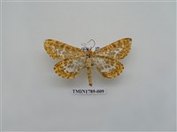 藏品(中國蛾類)的圖片